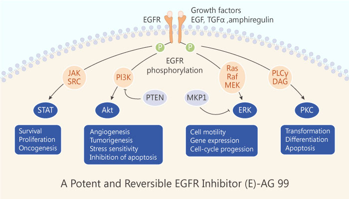 A Potent and Reversible EGFR Inhibitor E AG 99 2019 04 21 - A Potent and Reversible EGFR Inhibitor (E)-AG 99