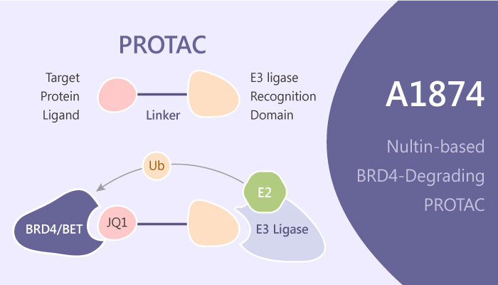 A1874 Nultin based BRD4 degrading PROTAC 2019 05 02 - A1874 is a Nultin-based BRD4-degrading PROTAC