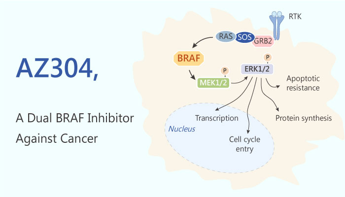 AZ304 Dual BRAF Inhibitor lung cancer ovary cancer colorectal cancer 2019 04 12 - AZ304, a Dual BRAF Inhibitor Against Cancer