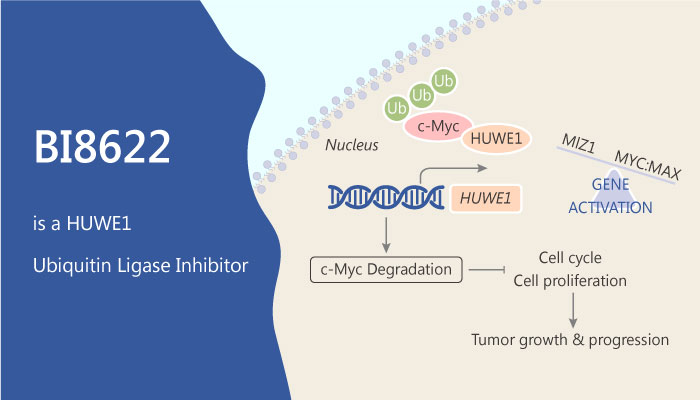 BI8622 is a HUWE1 Ubiquitin Ligase Inhibitor for Colorectal Cancer 2019 06 20 - BI8622 is a HUWE1 Ubiquitin Ligase Inhibitor for Colorectal Cancer