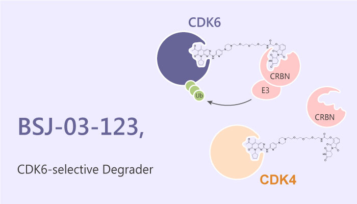BSJ 03 123 Degrader with Proteome wide Selectivity for CDK6 PROTAC 2019 05 04 - BSJ-03-123, a Degrader with Proteome-wide Selectivity for CDK6 (PROTAC)