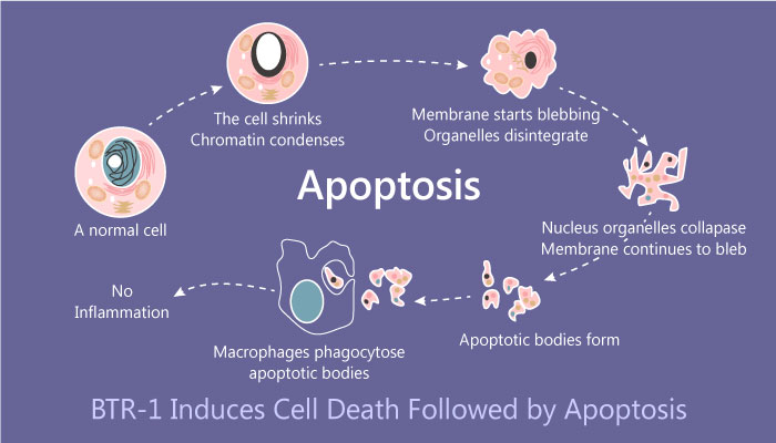 BTR 1 cell death apoptosis 2019 04 24 - BTR-1 Induces Cell Growth Inhibition Followed by Apoptosis