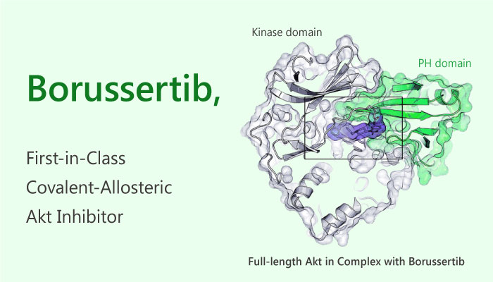 Borusserti Akt inhibitor cancer 2019 04 26 - Borussertib, a Covalent-Allosteric Akt Inhibitor
