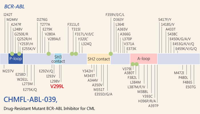 CHMFL ABL 039 Type II Native and Drug Resistant Mutant BCR ABL Inhibitor for Chronic Myeloid Leukemia 2019 05 14 - CHMFL-ABL-039, a Selective Type II Native and Drug-Resistant Mutant BCR-ABL Inhibitor  for Chronic Myeloid Leukemia