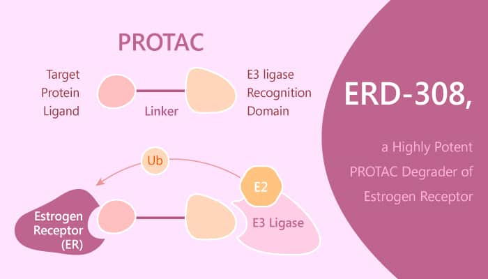 ERD 308 a PROTAC Degrader of ER Has Potential to Treat ER Breast Cancer Treatment 2019 07 17 - ERD-308, a PROTAC Degrader of ER, Has Potential to Treat ER+ Breast Cancer Treatment