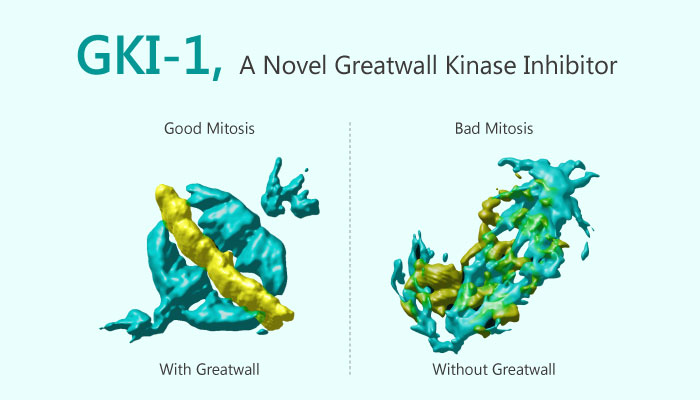 GKI 1 Greatwall Kinase Inhibitor breast cancer 2019 04 13 - Novel Greatwall Kinase Inhibitor GKI-1
