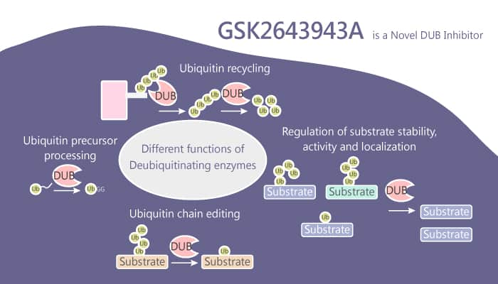 GSK2643943A is a Novel DUB Inhibitor 2019 07 25 - GSK2643943A is a Novel DUB Inhibitor