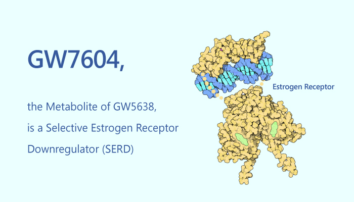 GW7604 the Metabolite of GW5638 is a Selective Estrogen Receptor Downregulator SERD 2019 06 27 - GW7604, the Metabolite of GW5638, is a Selective Estrogen Receptor Downregulator (SERD)