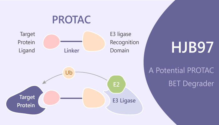 HJB97 PROTAC degrader BET myeloid leukemia 2019 04 01 - Optimization of HJB97 for The Design of PROTAC Degraders of BET Proteins