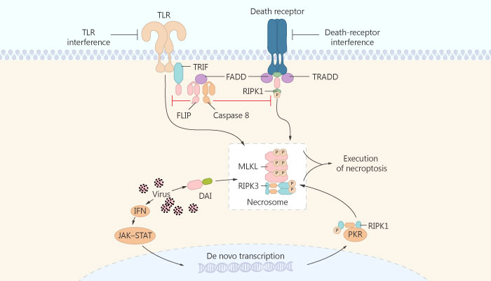 HS 1371 Receptor interacting protein kinase 3 RIP3 RIPK3 inhibitor colon cancer 2019 04 09 - HS-1371 is a Small Molecule RIP3 Inhibitor