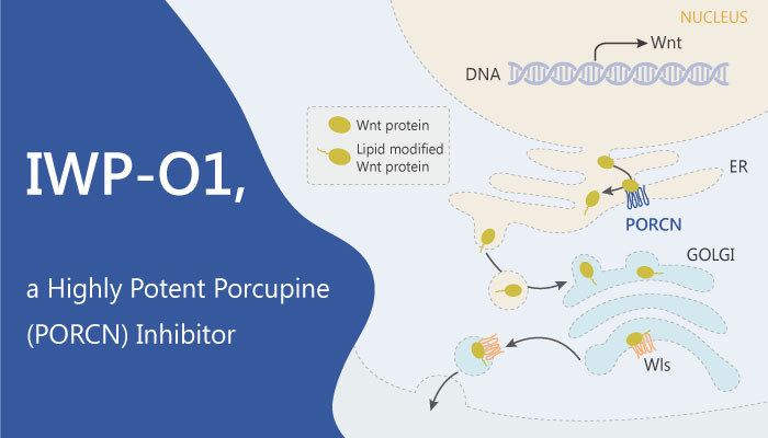IWP O1 a Highly Potent Porcupine Inhibitor Functions by Preventing the Secretion of Wnt Proteins 2019 06 03 - IWP-O1, a Highly Potent Porcupine Inhibitor, Functions by Preventing the Secretion of Wnt Proteins