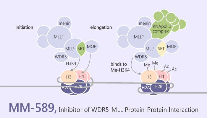 MM 589 Inhibitor of WDR5 MLL Protein Protein Interaction 2019 05 15 - MM-589, a Cell-Permeable Inhibitor of WDR5-MLL Protein Protein Interaction