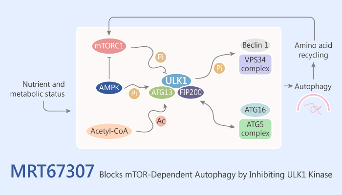 MRT67307 Blocks mTOR Dependent Autophagy by Inhibiting ULK1 Kinase 2019 07 03 - MRT67307 Blocks mTOR-Dependent Autophagy by Inhibiting ULK1 Kinase