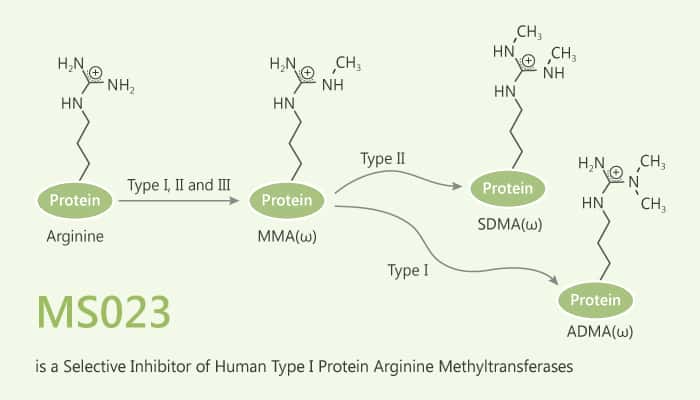 MS023 is a Selective Inhibitor of Human Type I Protein Arginine Methyltransferases 2019 07 11 - MS023 is a Selective Inhibitor of Human Type I Protein Arginine Methyltransferases