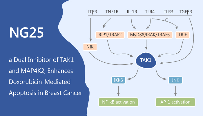 NG25 Dual Inhibitor of TAK1 and MAP4K2 Enhances Doxorubicin mediated Apoptosis in Breast Cancer 2019 06 26 - NG25, a Dual Inhibitor of TAK1 and MAP4K2, Enhances Doxorubicin-mediated Apoptosis in Breast Cancer