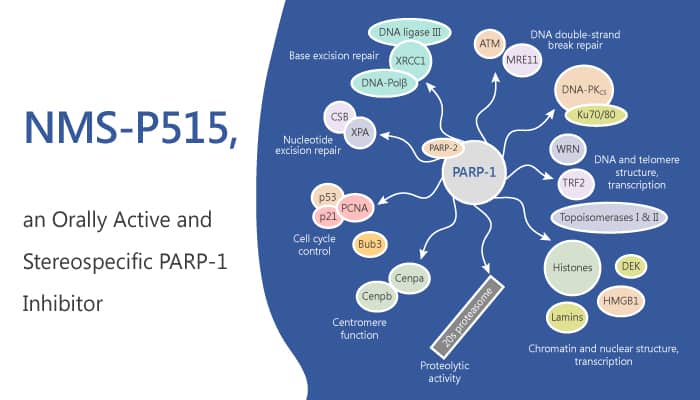 NMS P515 is an Orally Active and Stereospecific PARP 1 Inhibitor 2019 07 16 - NMS-P515 is an Orally Active and Stereospecific PARP-1 Inhibitor