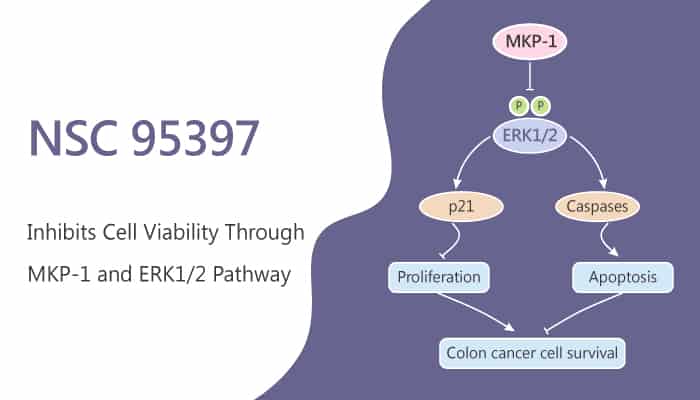 NSC 95397 Inhibits Cell Viability in Colon Cancer Cells Through MKP 1 and ERK12 Pathway 2019 07 04 1 - NSC 95397 Inhibits Cell Viability in Colon Cancer Cells Through MKP-1 and ERK1/2 Pathway