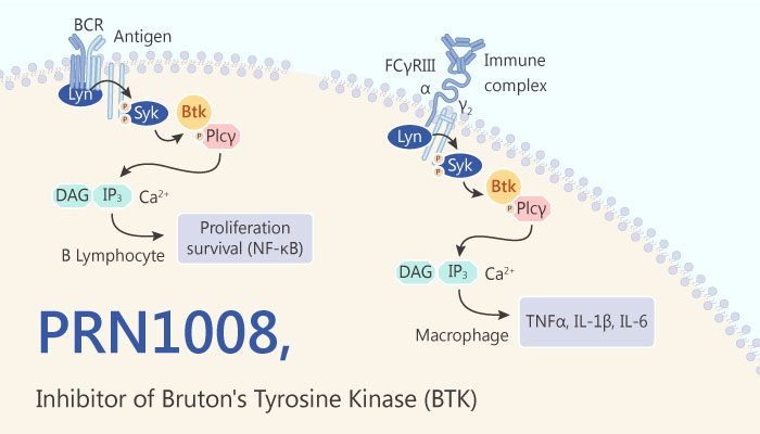 PRN1008 Bruton’s Tyrosine Kinase BTK inhibitor Mantle Cell Lymphoma 2019 04 18 - PRN1008 is a Reversible Covalent and Oral Active Inhibitor of Bruton’s Tyrosine Kinase (BTK)