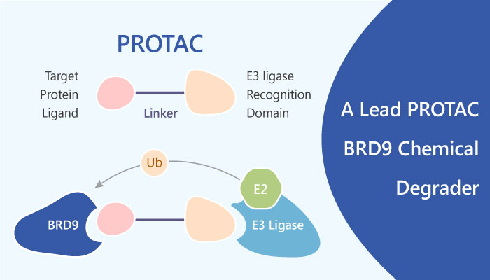 PROTAC BRD9 degrader BAF selective probe breast cancer 2019 04 06 - A Lead PROTAC BRD9 Chemical Degrader