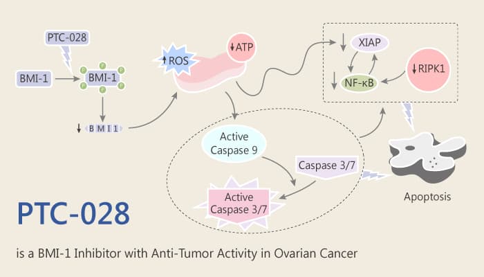 PTC 028 is an Inhibitor of BMI 1 with activity in Ovarian Cancer 2019 07 05 - PTC-028 is an Inhibitor of BMI-1 with Activity in Ovarian Cancer