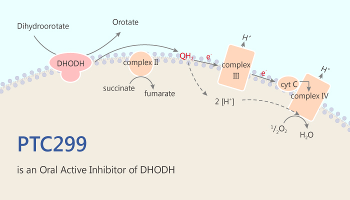 PTC299 is an Oral Active and Dual Inhibitor of DHODH and VEGF 2019 06 25 - PTC299 is an Oral Active and Dual Inhibitor of DHODH and VEGF