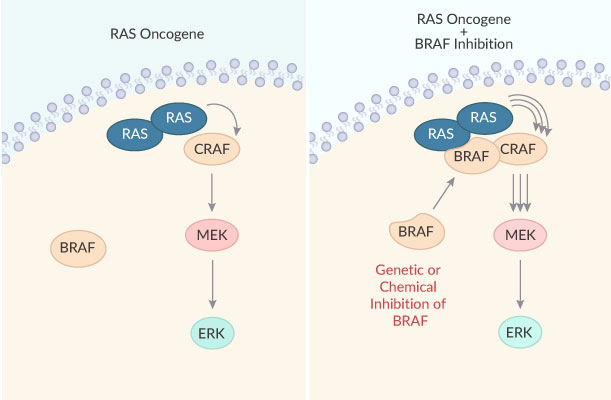 RAF709 RAF MAPK inhibitor lung cancer tumor regression 2019 03 30 - A Novel and Efficacious RAF Inhibitor RAF709