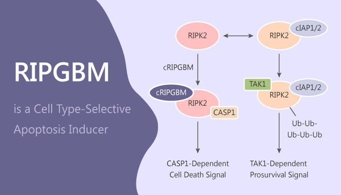 RIPGBM a Selective Inducer of Apoptosis in Glioblastoma Multiforme Cancer Stem Cells 2019 05 30 - RIPGBM is a Selective Inducer of Apoptosis in Glioblastoma Multiforme Cancer Stem Cells