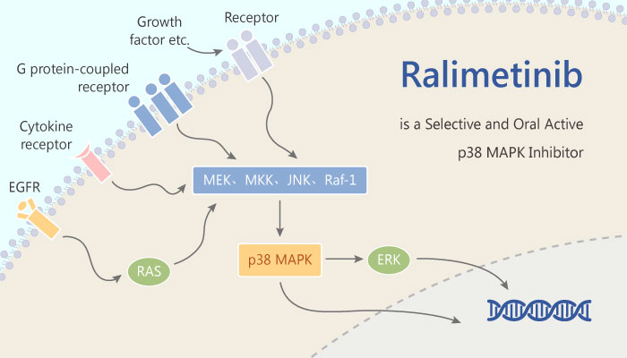 Ralimetinib is a Selective and Oral Active p38 MAPK Inhibitor with Antitumor Activity 2019 06 15 - Ralimetinib is a Selective and Oral Active p38 MAPK Inhibitor with Antitumor Activity