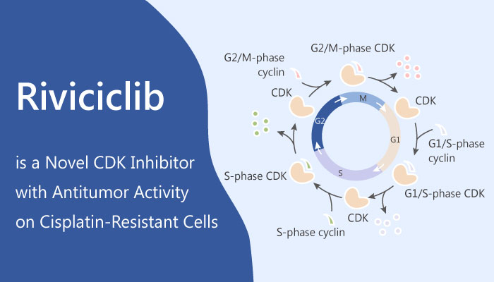 Riviciclib is a Potent CDKs Inhibitor 2019 06 08 - Riviciclib is a Potent CDKs Inhibitor