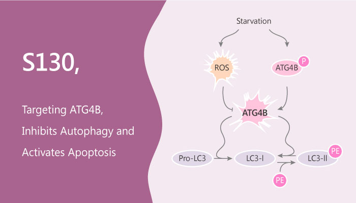 S130 Targeting ATG4B Inhibits Autophagy and Activates Apoptosis in Colorectal Colon Cancer 2019 06 19 - S130, Targeting ATG4B, Inhibits Autophagy and Activates Apoptosis in Colorectal Colon Cancer