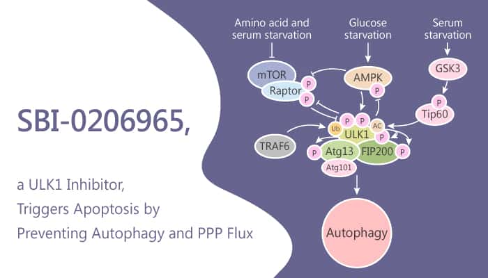 SBI 0206965 a ULK1 Inhibitor Triggers Apoptosis by Preventing Autophagy and PPP Flux 2019 07 14 - SBI-0206965, a ULK1 Inhibitor, Triggers Apoptosis by Preventing Autophagy and PPP Flux