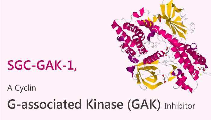SGC GAK 1 Cyclin G associated kinase GAK Inhibitor prostate cancer 2019 04 07 - A Cyclin G-associated kinase (GAK) Inhibitor SGC-GAK-1
