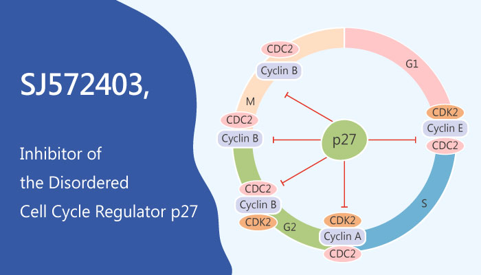 SJ572403 Disordered Cell Cycle Regulator p27 Kip1 2019 05 10 - SJ572403 Inhibits the Disordered Cell Cycle Regulator p27<sup>Kip1</sup>