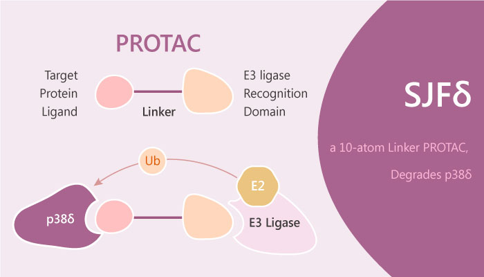 SJFδ a 10 atom Linker PROTAC Degrades p38δ 2019 06 11 - SJFδ, a 10-atom Linker PROTAC, Degrades p38δ