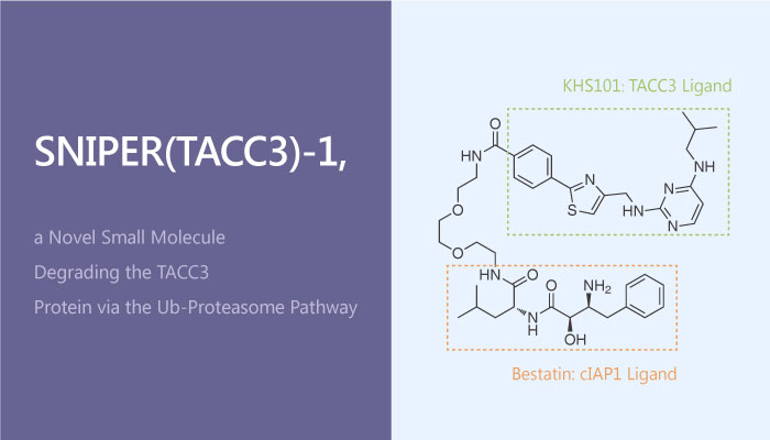 SNIPERTACC3 1 a Novel Small Molecule Degrading the TACC3 Protein via the Ubiquitin proteasome Pathway 2019 05 26 - SNIPER(TACC3)-1, a Novel Small Molecule Degrading the TACC3 Protein via the Ubiquitin-proteasome Pathway