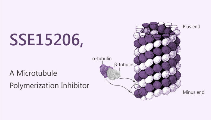 SSE15206 Microtubule Polymerization Inhibitor breast ovary pancreas cancer 2019 04 15 - SSE15206 is a Microtubule Polymerization Inhibitor