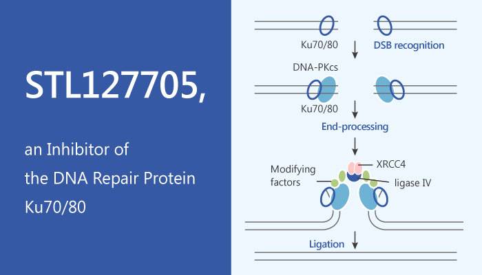 STL127705 Inhibitor of the DNA Repair Protein Ku7080 2019 05 17 - STL127705, an Inhibitor of the DNA Repair Protein Ku70/80
