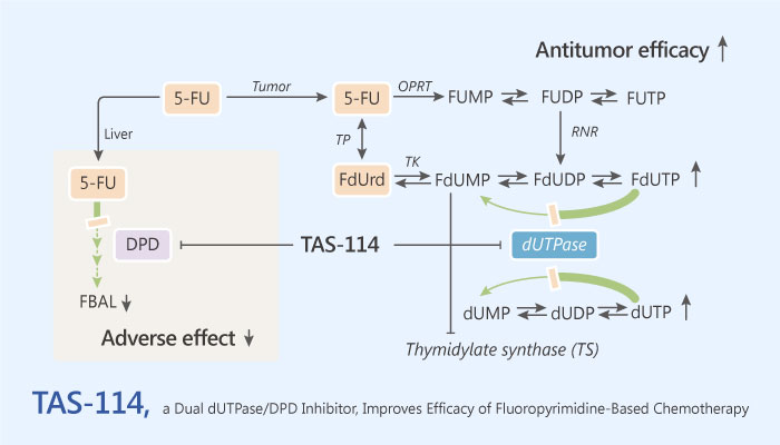 TAS 114 a Dual dUTPase DPD Inhibitor Improves Therapeutic Efficacy of Fluoropyrimidine Based Chemotherapy 2019 05 28 - TAS-114, a Dual dUTPase/DPD Inhibitor, Improves Therapeutic Efficacy of Fluoropyrimidine-Based Chemotherapy
