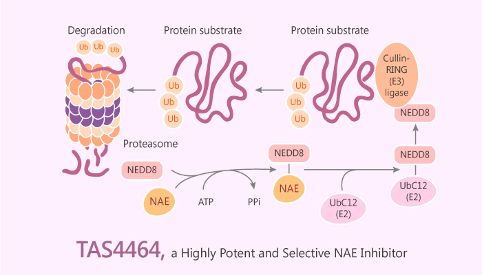 TAS4464 a Highly Potent and Selective Inhibitor of NEDD8 Activating Enzyme Shows Antitumor Activity 2019 06 29 - TAS4464, a Highly Potent and Selective Inhibitor of NEDD8 Activating Enzyme, Shows Antitumor Activity