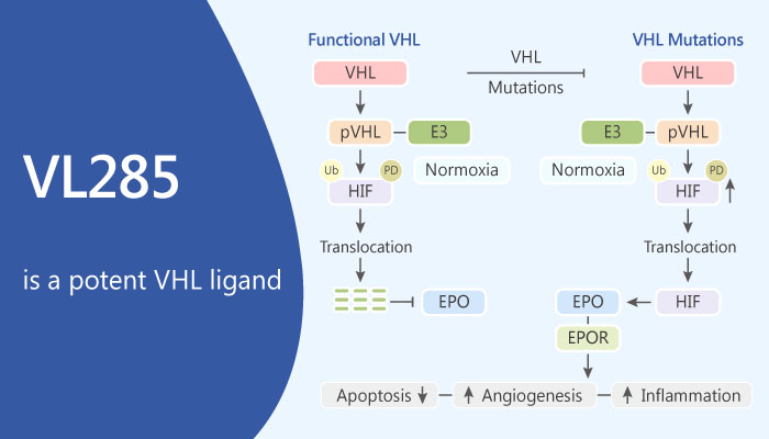 VL285 is a Potent VHL Ligand 2019 05 24 - VL285, is a Potent VHL Ligand