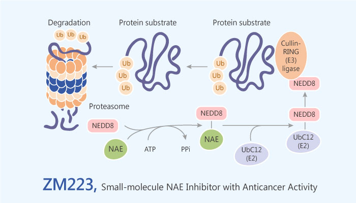 ZM223 NEDD8 Activating Enzyme NAE Inhibitor colon cancer 2019 05 11 - ZM223 is a NEDD8 Activating Enzyme (NAE) Inhibitor with Anticancer Activity