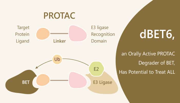dBET6 an Orally Active PROTAC Degrader of BET Has Potential to Treat ALL 2019 07 22 - dBET6, an Orally Active PROTAC Degrader of BET, Has Potential to Treat ALL