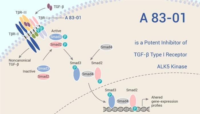 A 83 01 is a Potent Inhibitor of TGF β Type I Receptor ALK5 Kinase 2021 11 23 - A 83-01 is a Potent Inhibitor of TGF-β Type I Receptor ALK5 Kinase