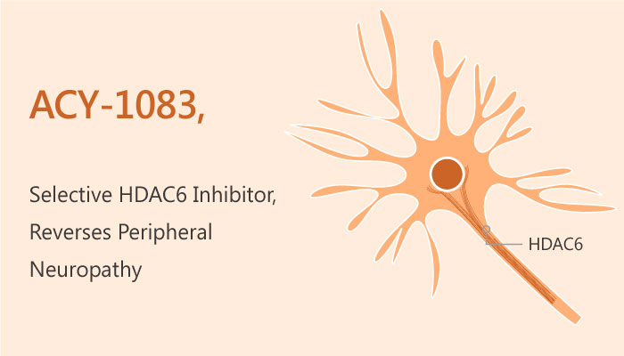 ACY 1083 HDAC6 Inhibitor Reverses Chemotherapy induced Peripherl Neuropathy 2019 05 11 - ACY-1083, a Highly Selective HDAC6 Inhibitor, Reverses Chemotherapy-induced Peripheral Neuropathy