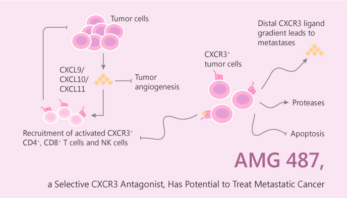 AMG 487 a Selective CXCR3 Antagonist Has Potential to Treat Metastatic Cancer 2019 06 28 - AMG 487, a Selective CXCR3 Antagonist, Has Potential to Treat Metastatic Cancer