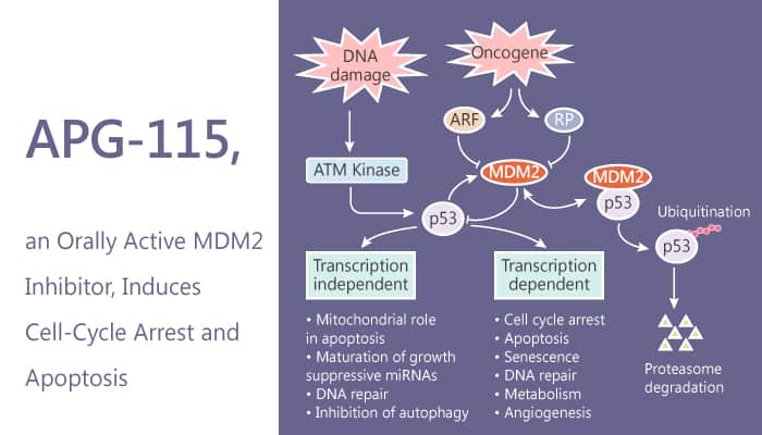 APG 115 an Orally Active MDM2 Inhibitor Induces Cell Cycle Arrest and Apoptosis in a p53 Dependent Manner 2019 07 27 - APG-115, an Orally Active MDM2 Inhibitor, Induces Cell-Cycle Arrest and Apoptosis in a p53-Dependent Manner