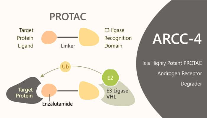 ARCC 4 is a Highly Potent Androgen Receptor Degrader 2020 04 28 - ARCC-4 is a Highly Potent PROTAC Androgen Receptor Degrader