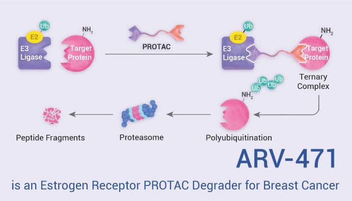 ARV 471 is an Estrogen Receptor PROTAC Degrader 2022 0903 - ARV-471 is an Estrogen Receptor PROTAC Degrader for Breast Cancer