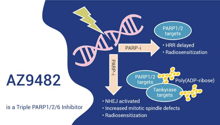 AZ9482 is a Triple PARP 126 Inhibitor 2020 12 05 - AZ9482 is a Triple PARP1/2/6 Inhibitor