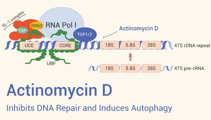 Actinomycin D is A DNA Inhibitor 2022 0620 - Actinomycin D Inhibits DNA Repair and Induces Autophagy